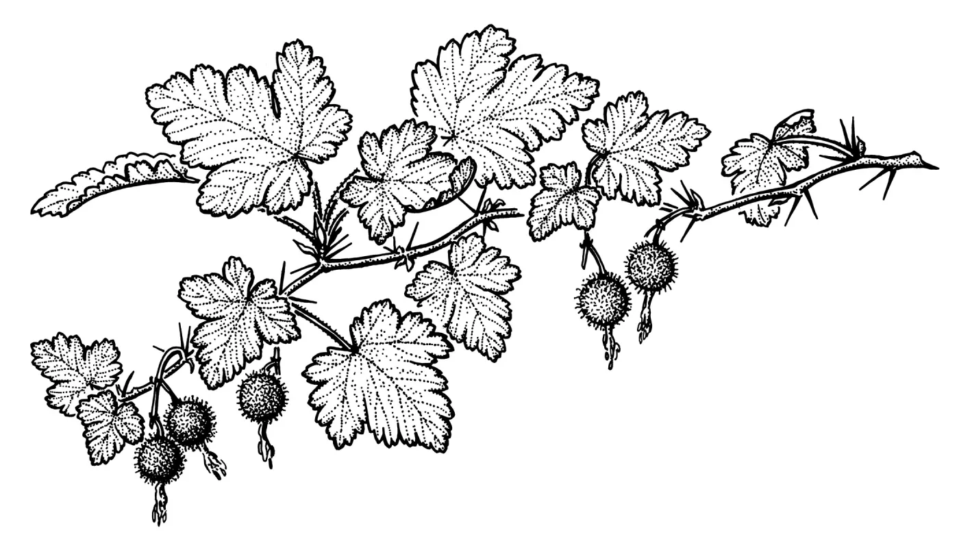 Bitter Gooseberry