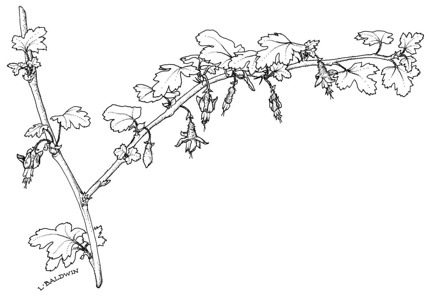 Thatcher Bristly Gooseberry