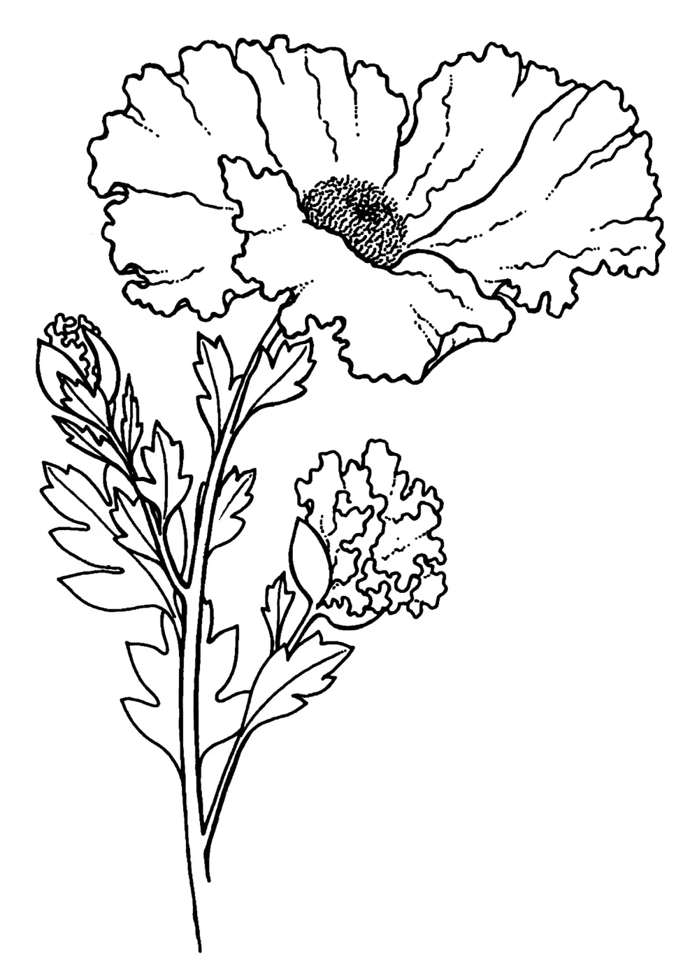 Matilija Poppy