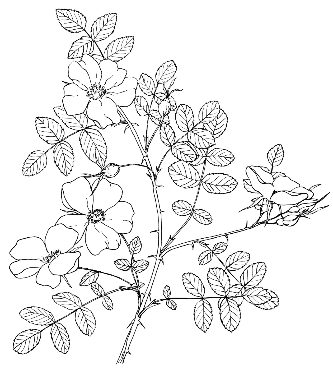 California Wild Rose