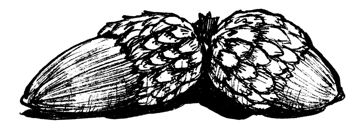 Acorns