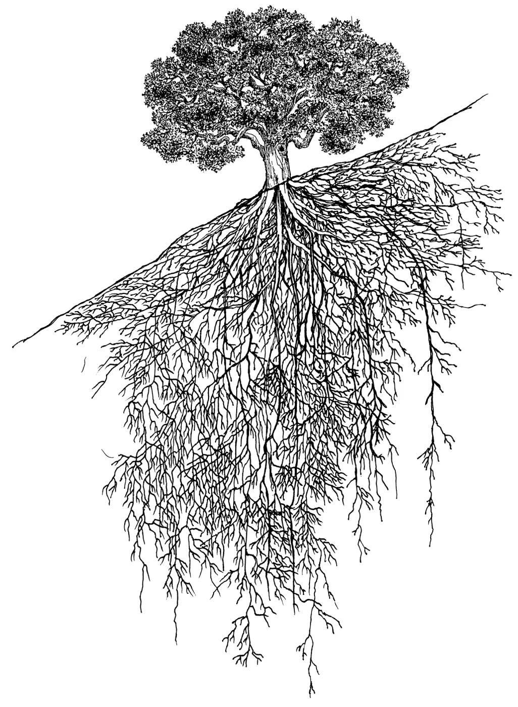 Oak