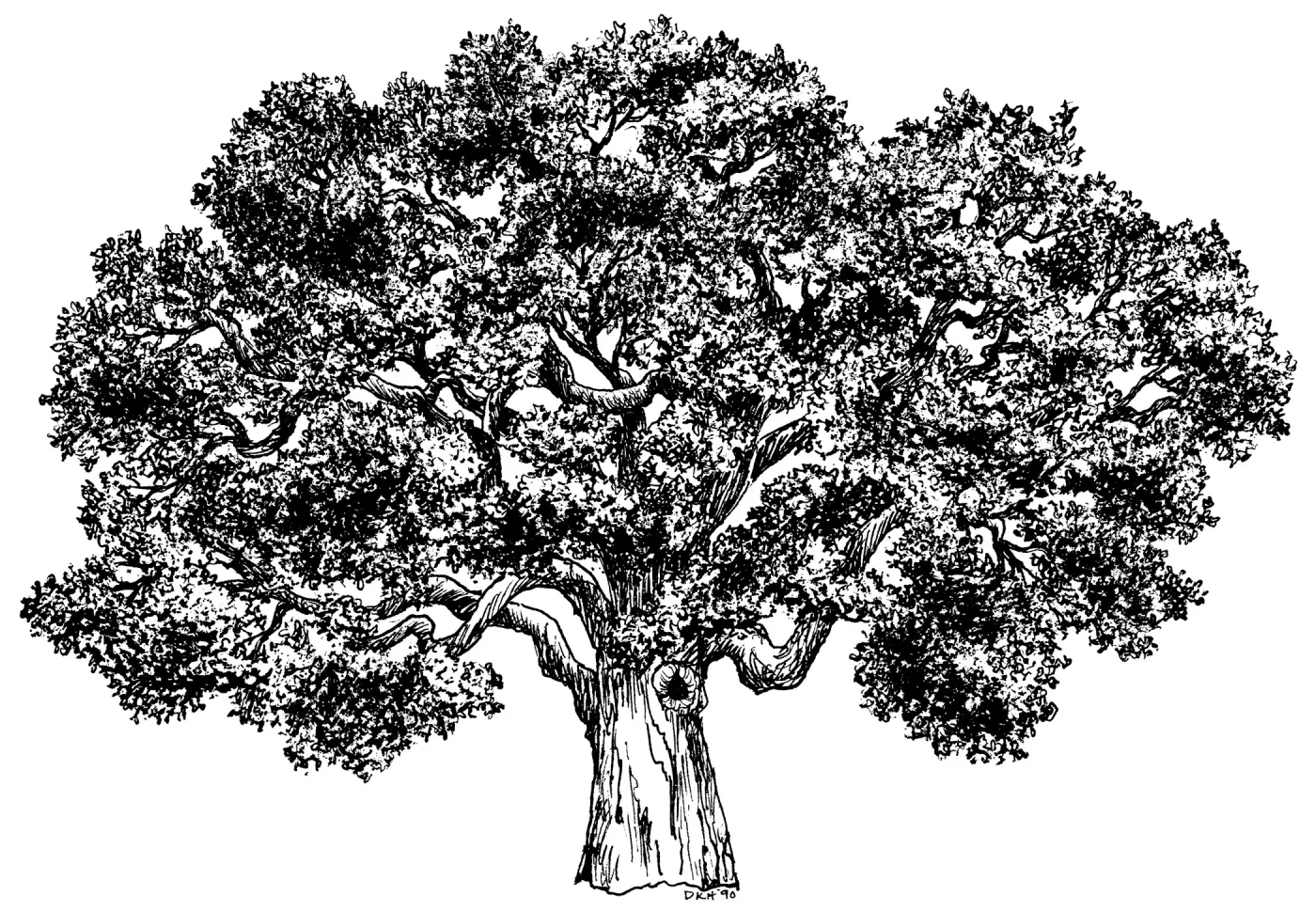Oak