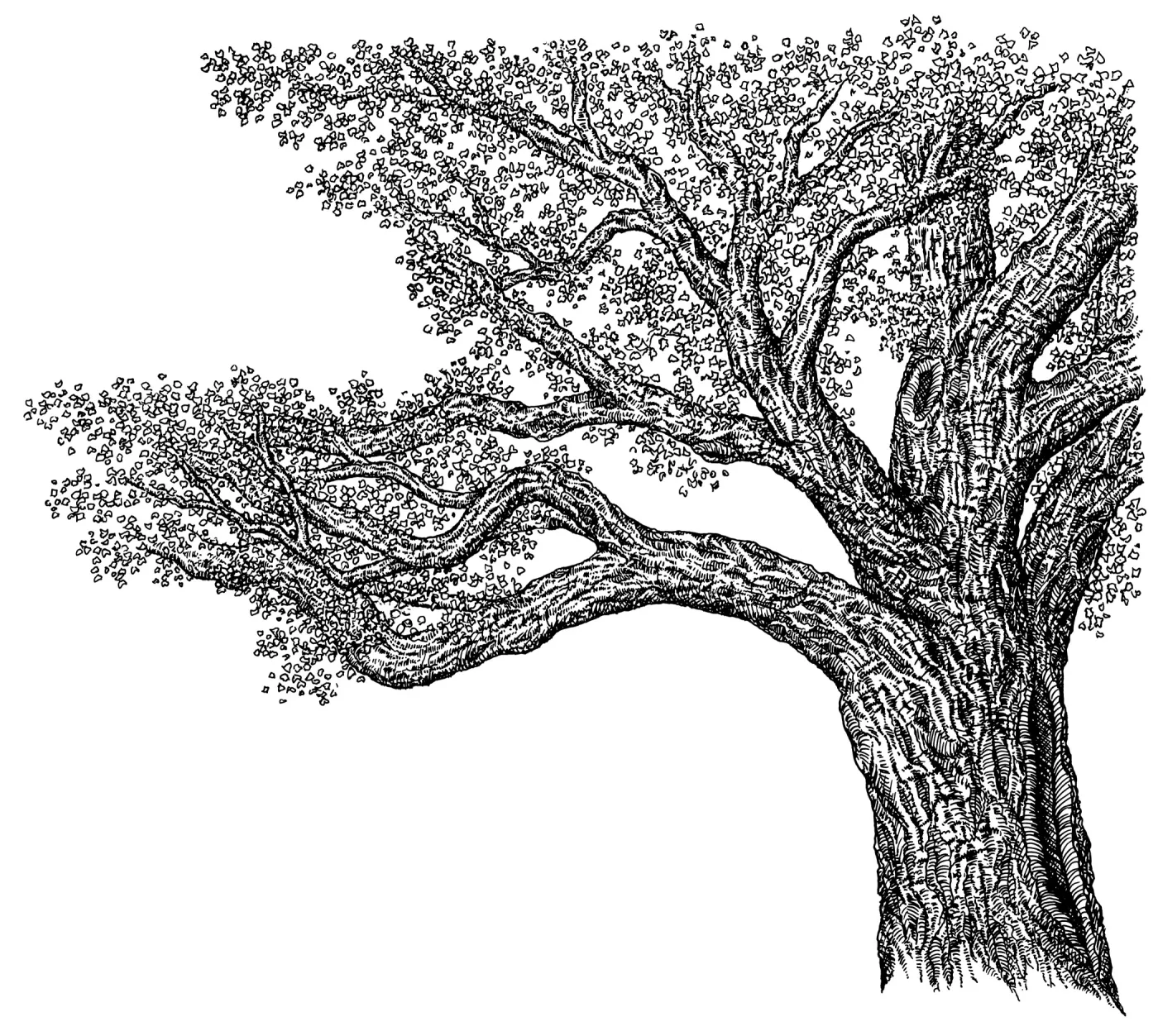 Oak