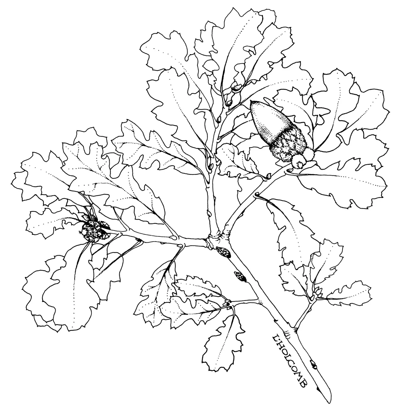 Quercus dumosa var. kinselaeScrub Oak