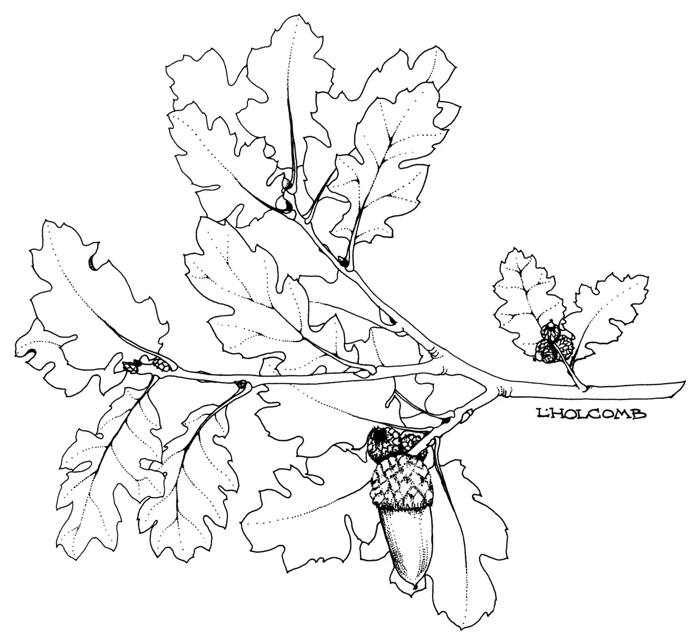 Macdonald Oak