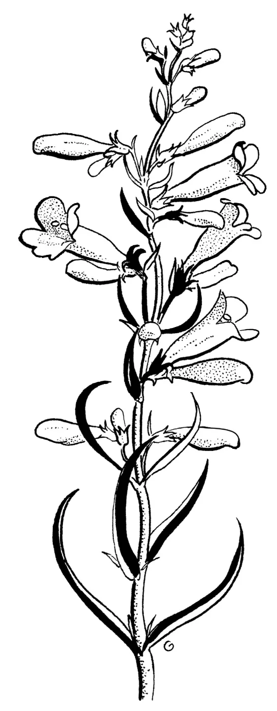 Penstemon heterophyllusFoothill Penstemon