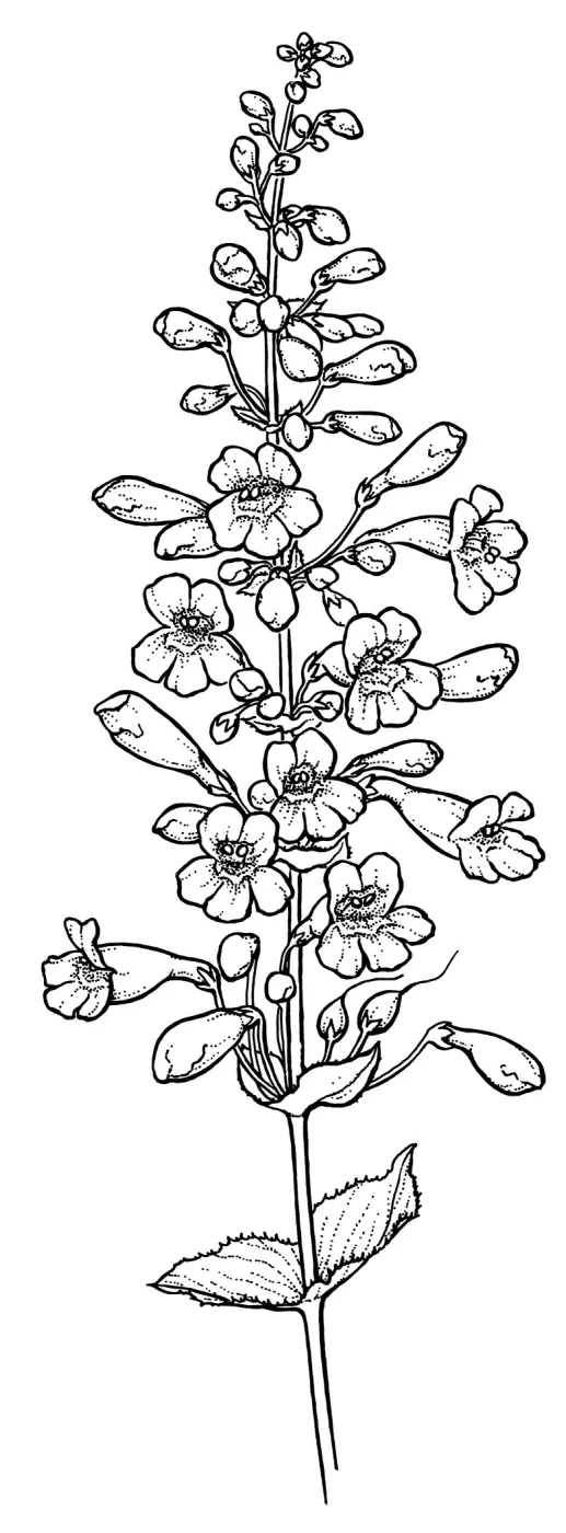 Royal Penstemon