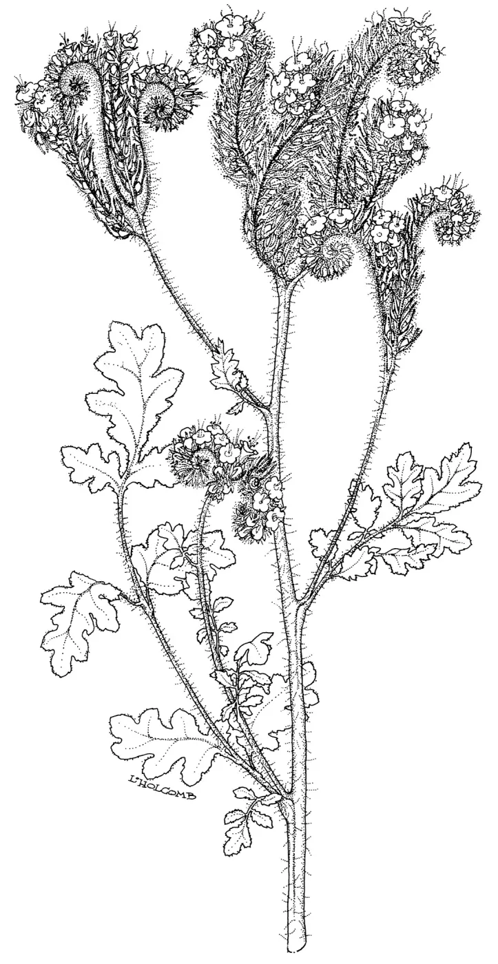 Caterpillar Phacelia