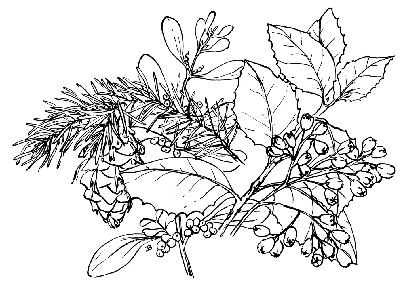 Native Plants in Holiday Decorations- Toyon, Hollyleaf Cherry, Douglas Fir, and Mistletoe