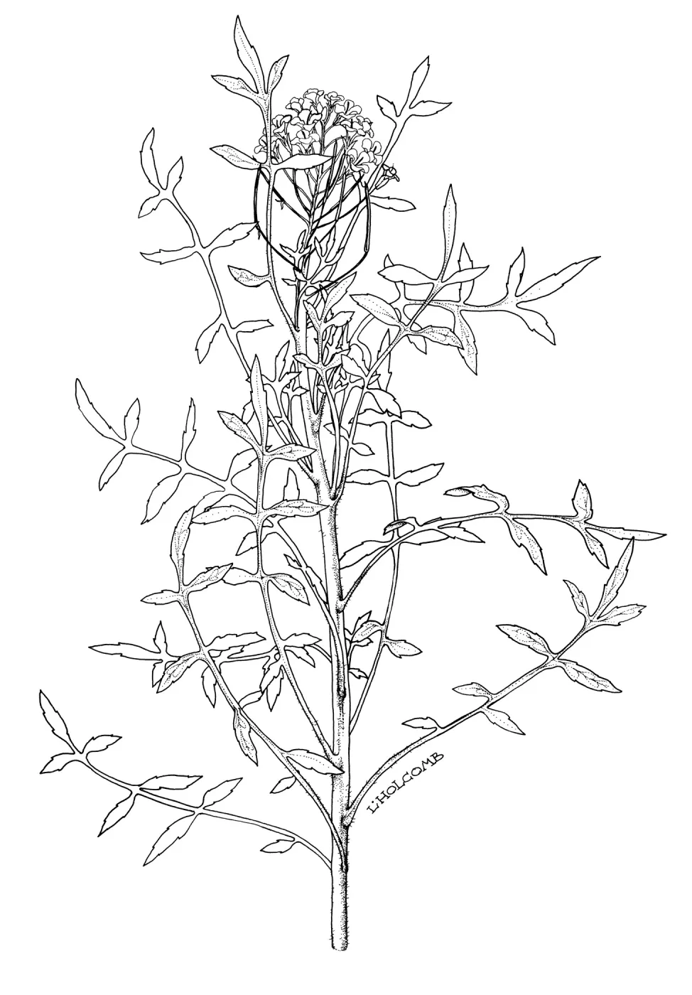 Gambels Watercress