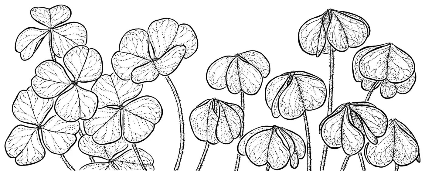 Oxalis oreganaRedwood Sorrel