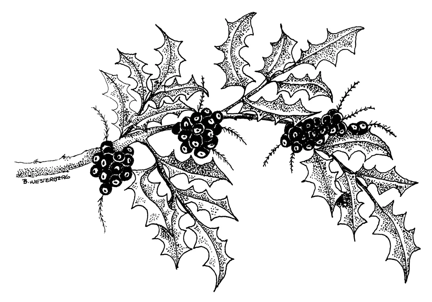 Barberry