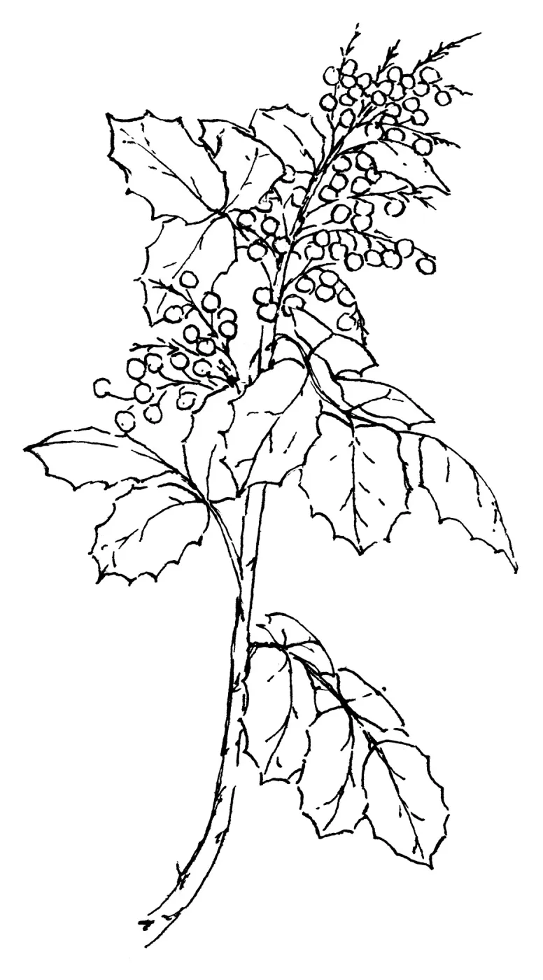 Oregon Grape