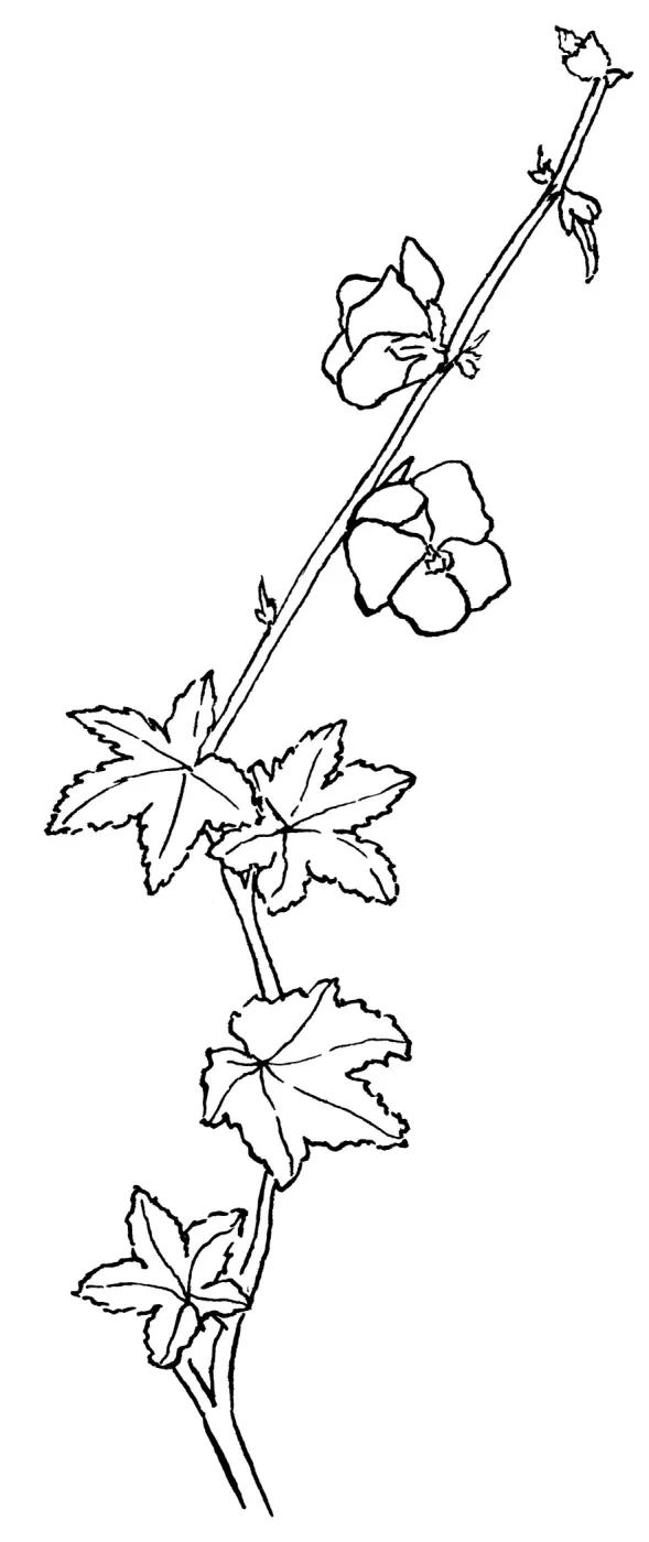 Chaparral Mallow