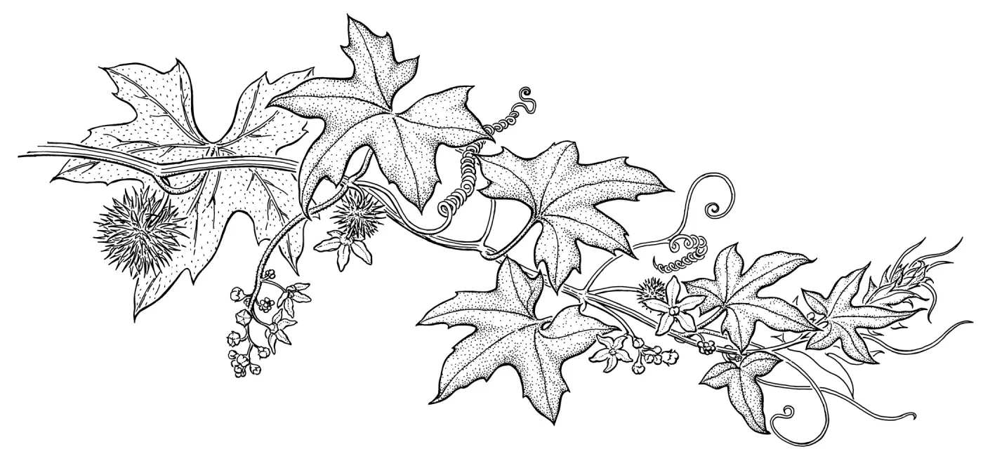 Wild Cucumber, Manroot, Chilicothe