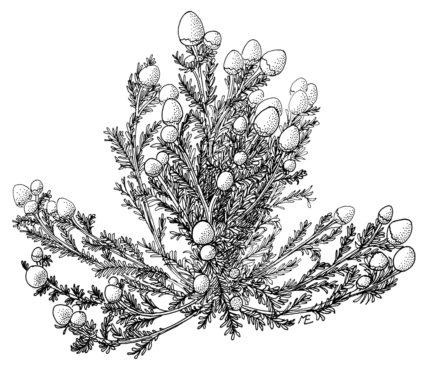 Pineapple Weed