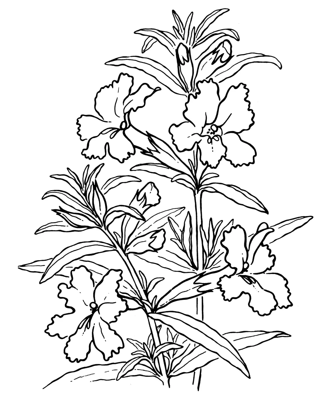 Monkey Flower