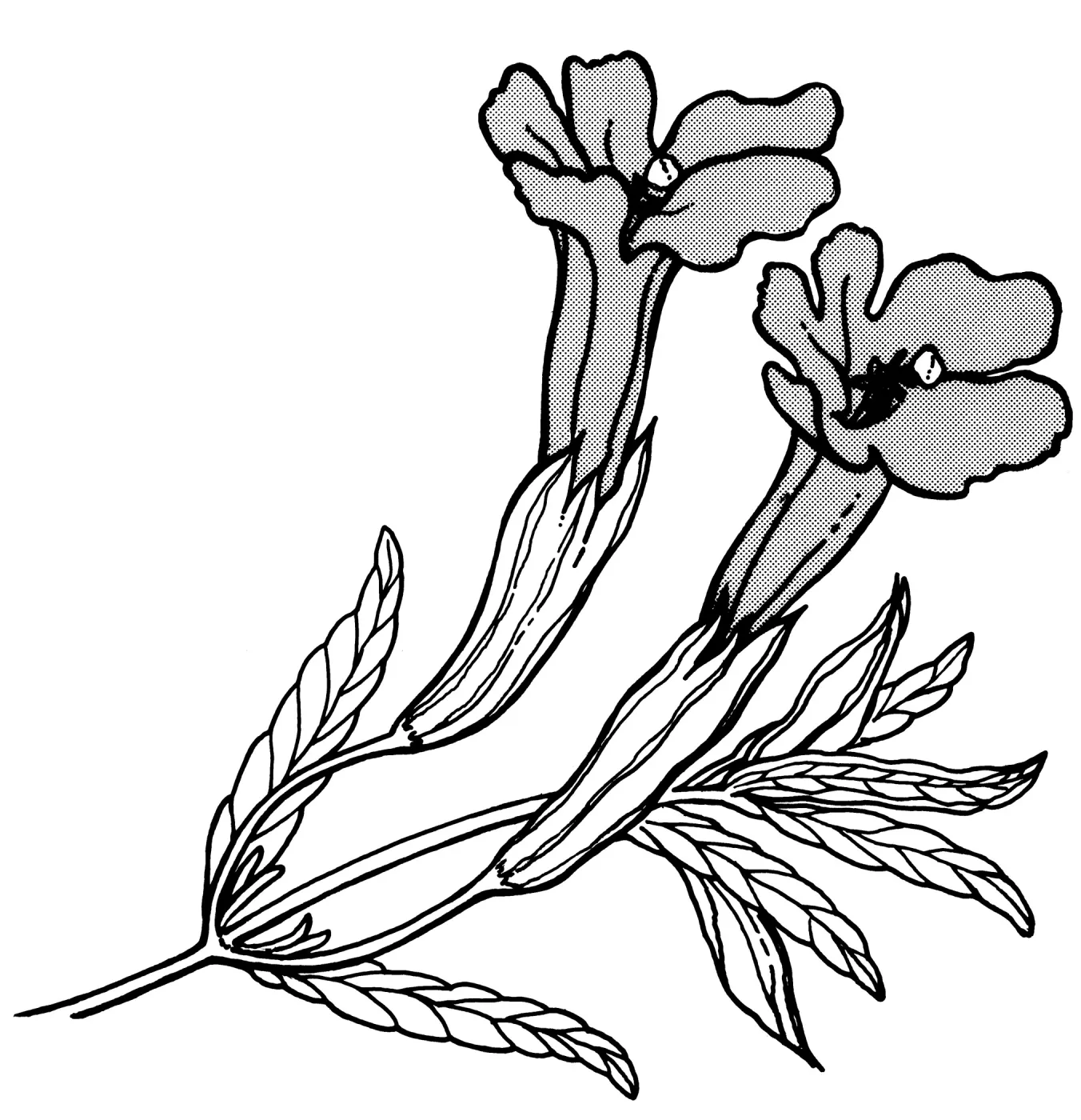 Sticky Monkey Flower