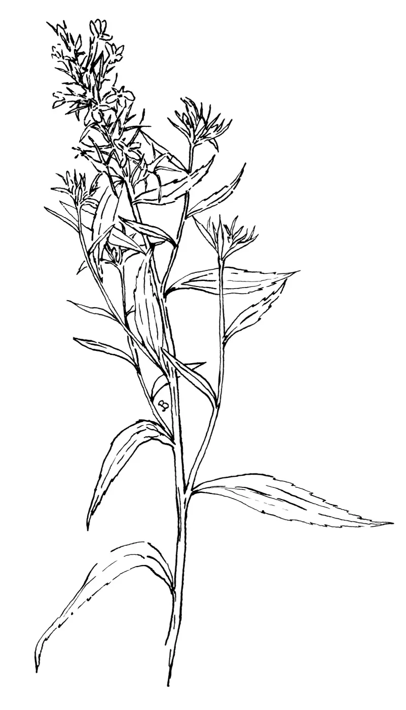 Dunns Lobelia