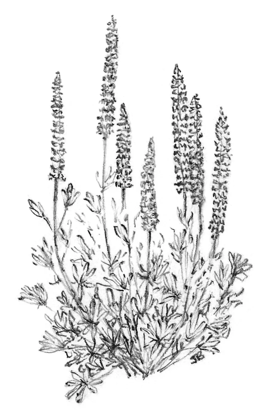 Canyon Sunset Lupine