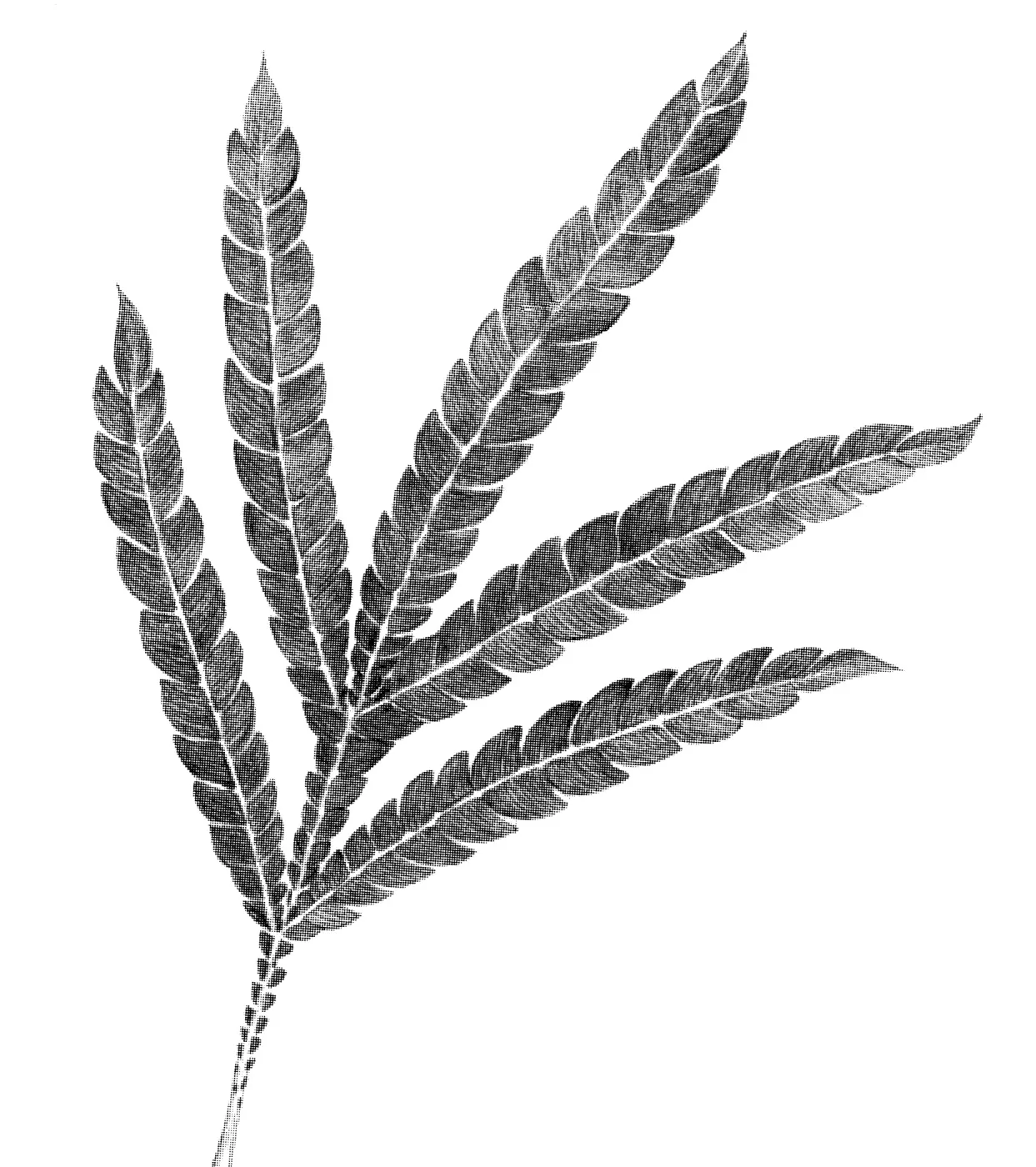 Santa Cruz Island Ironwood