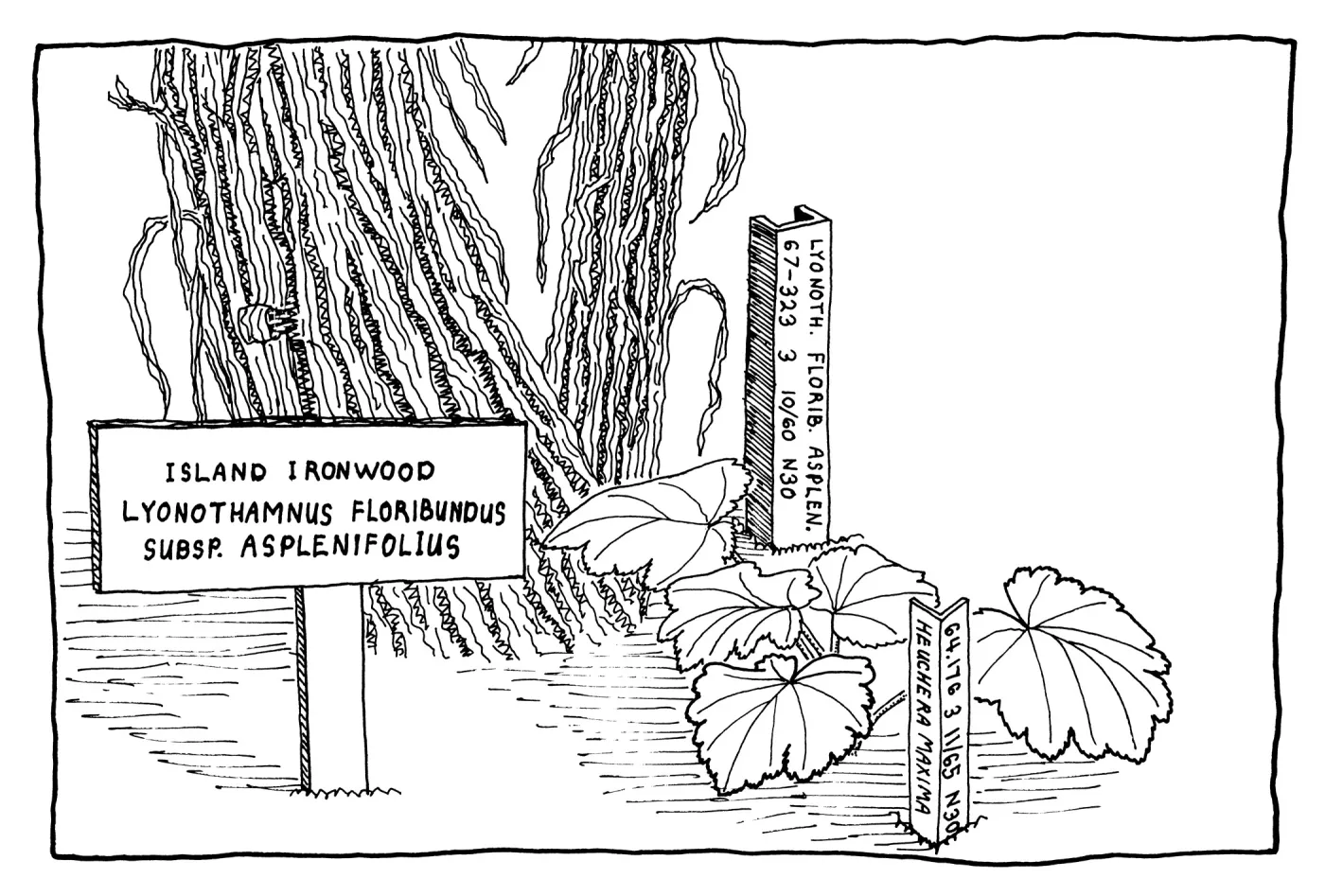 Santa Cruz Island Ironwood, Channel Islands Coral Bells