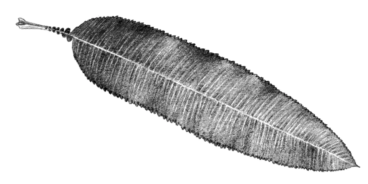 Catalina Island Ironwood