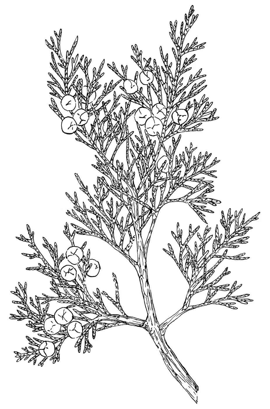 Utah Juniper