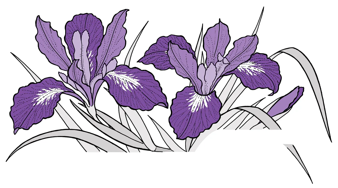 Iris