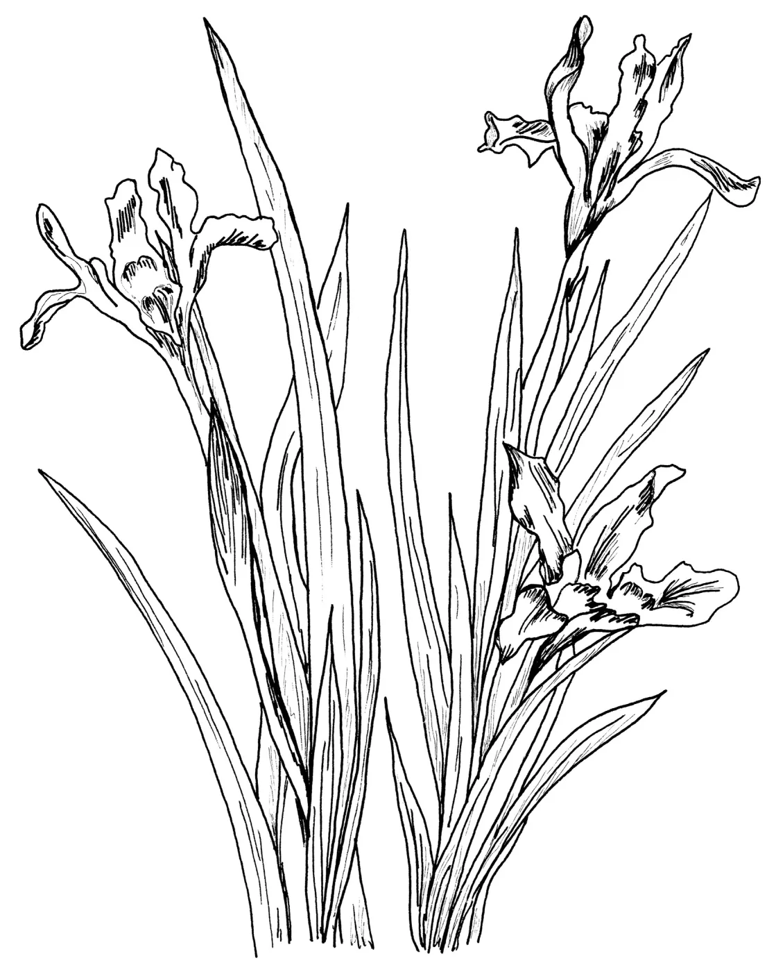 Iris
