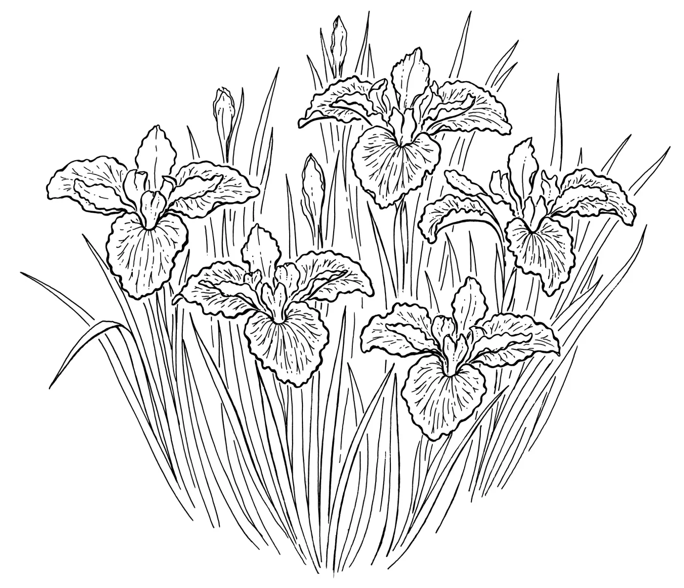 Iris
