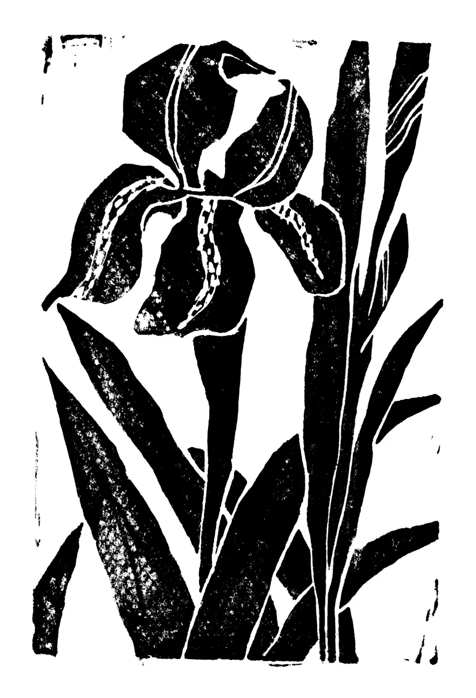 Iris