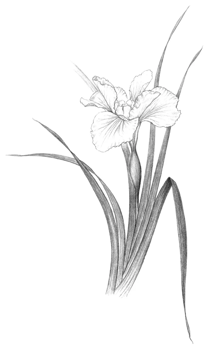 Iris