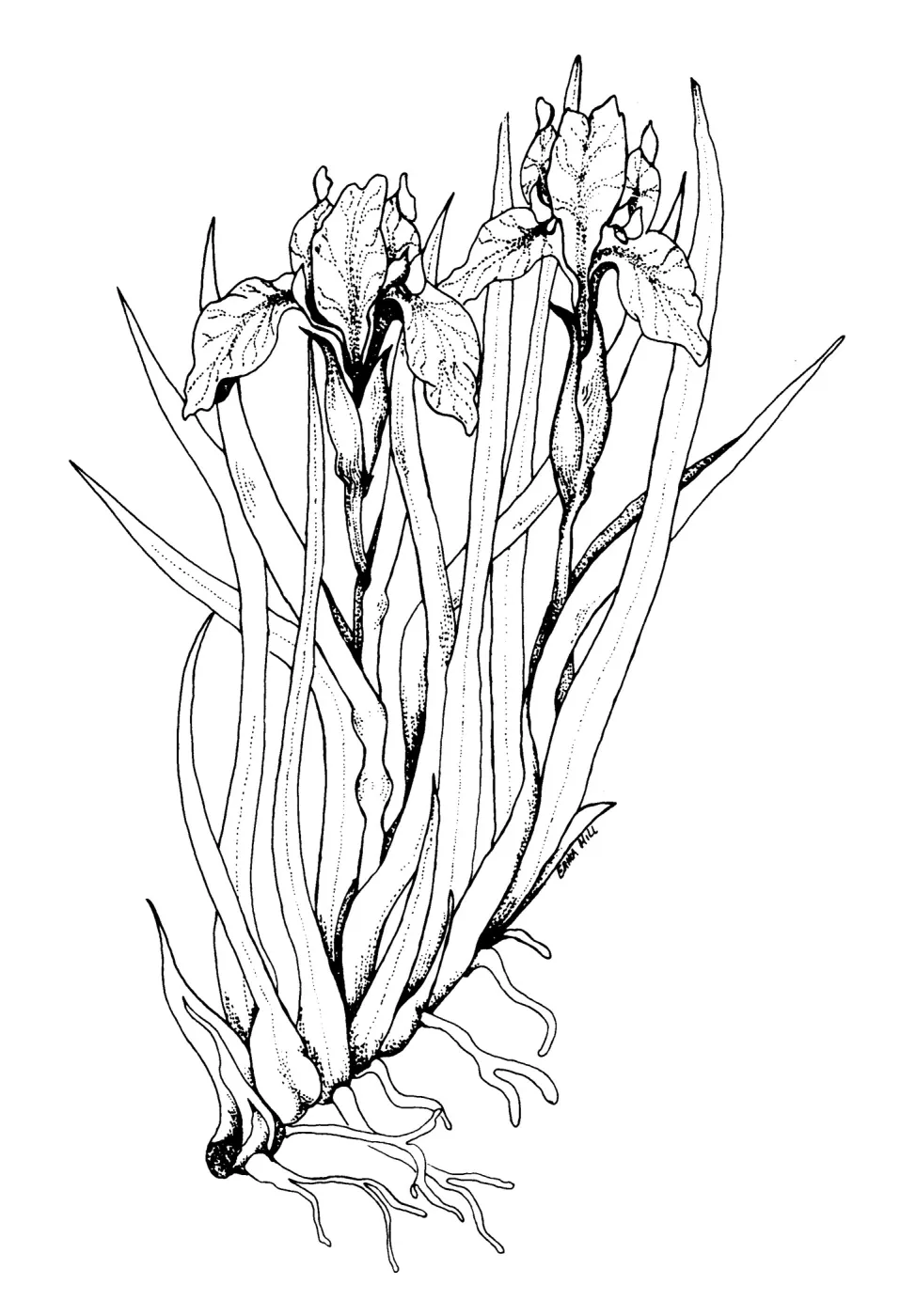 Iris speciesIris