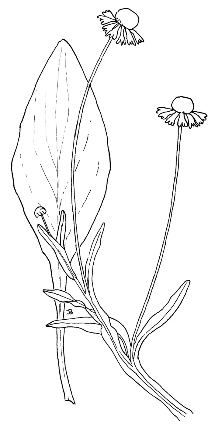 Sneezeweed