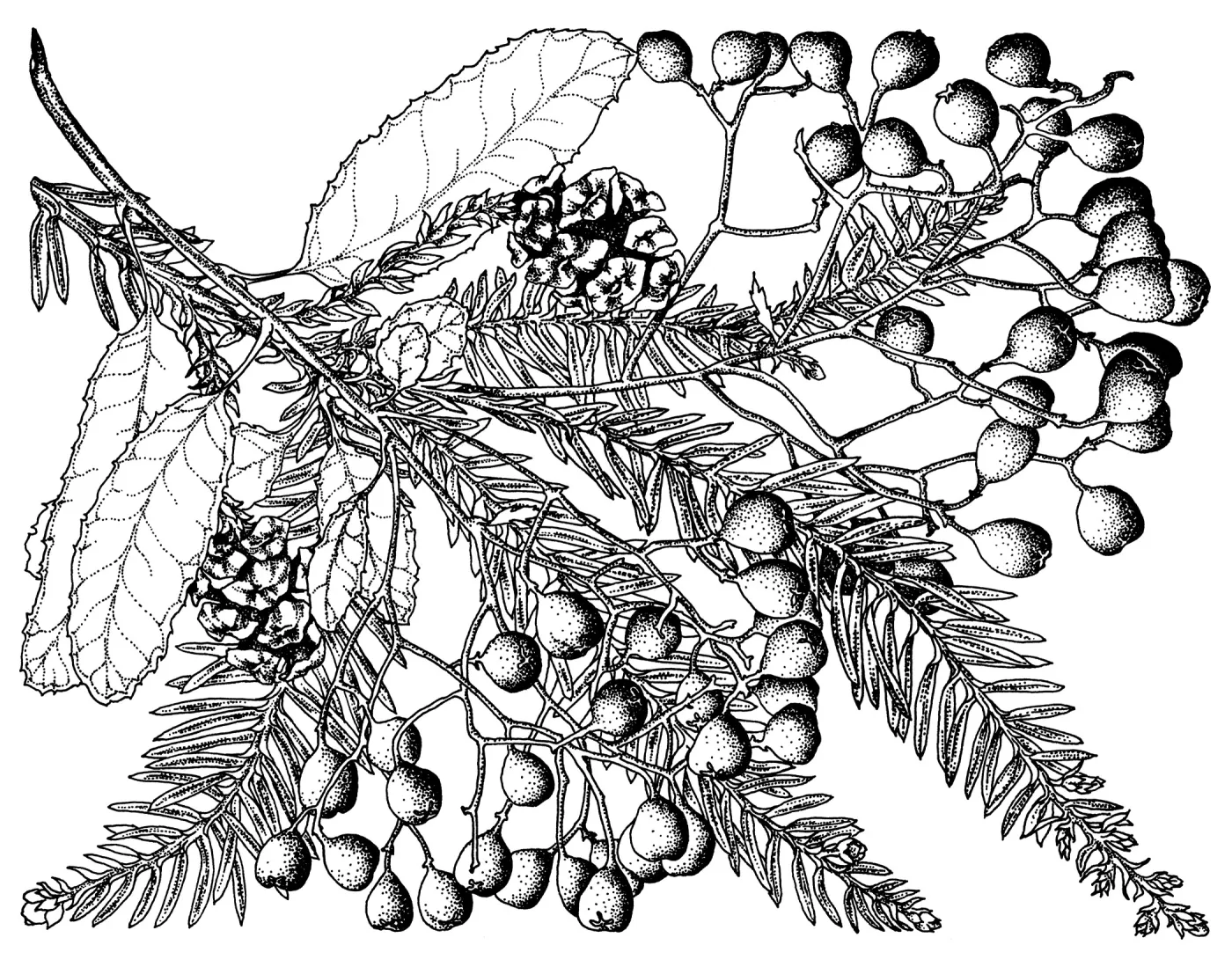 Toyon and Coast Redwood
