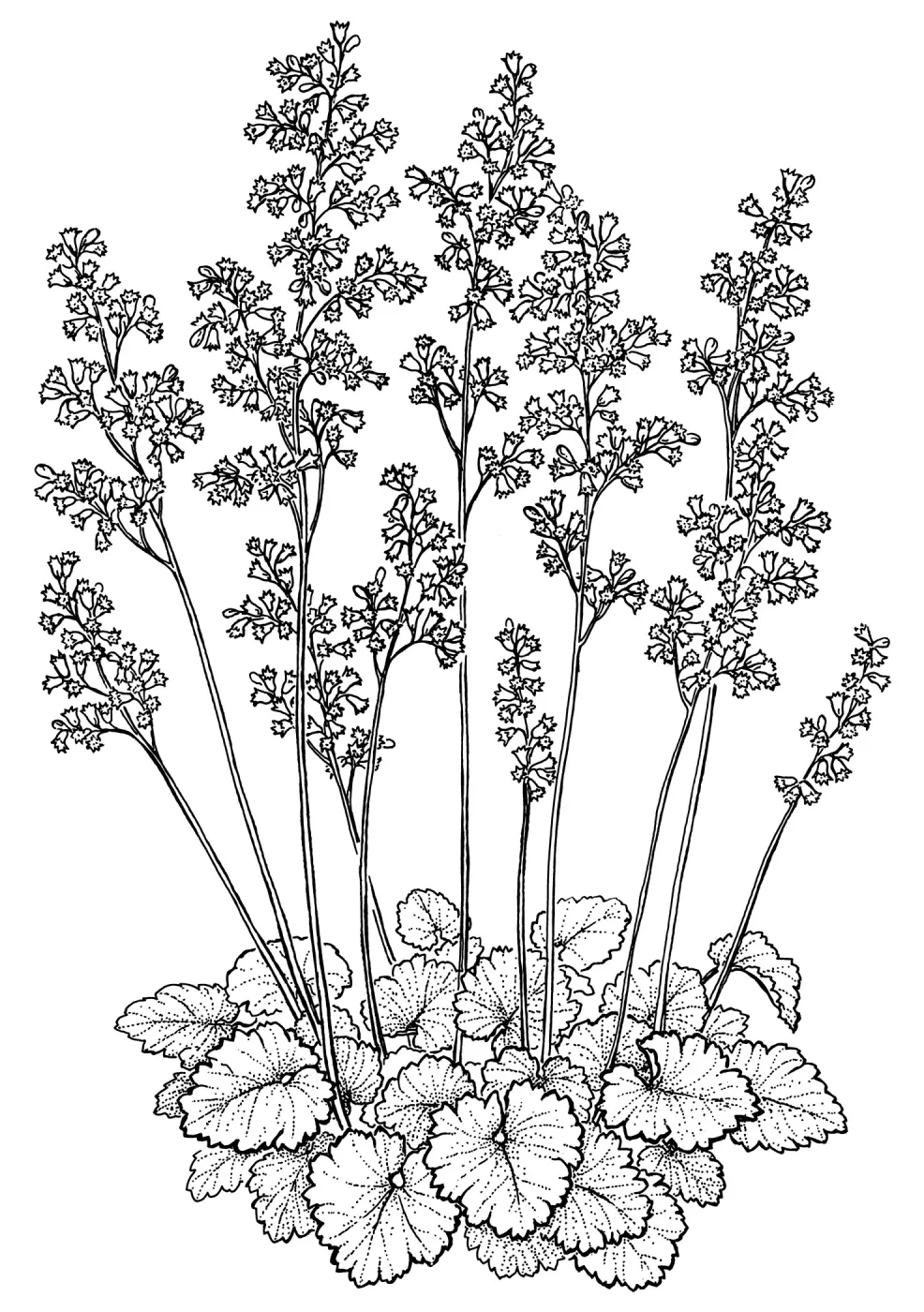 Canyon Pink Alum root