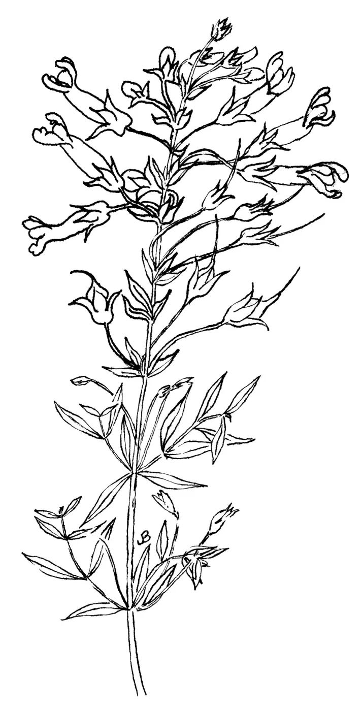 Island Snapdragon