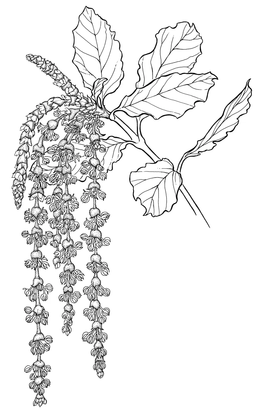 Silk Tassel Bush