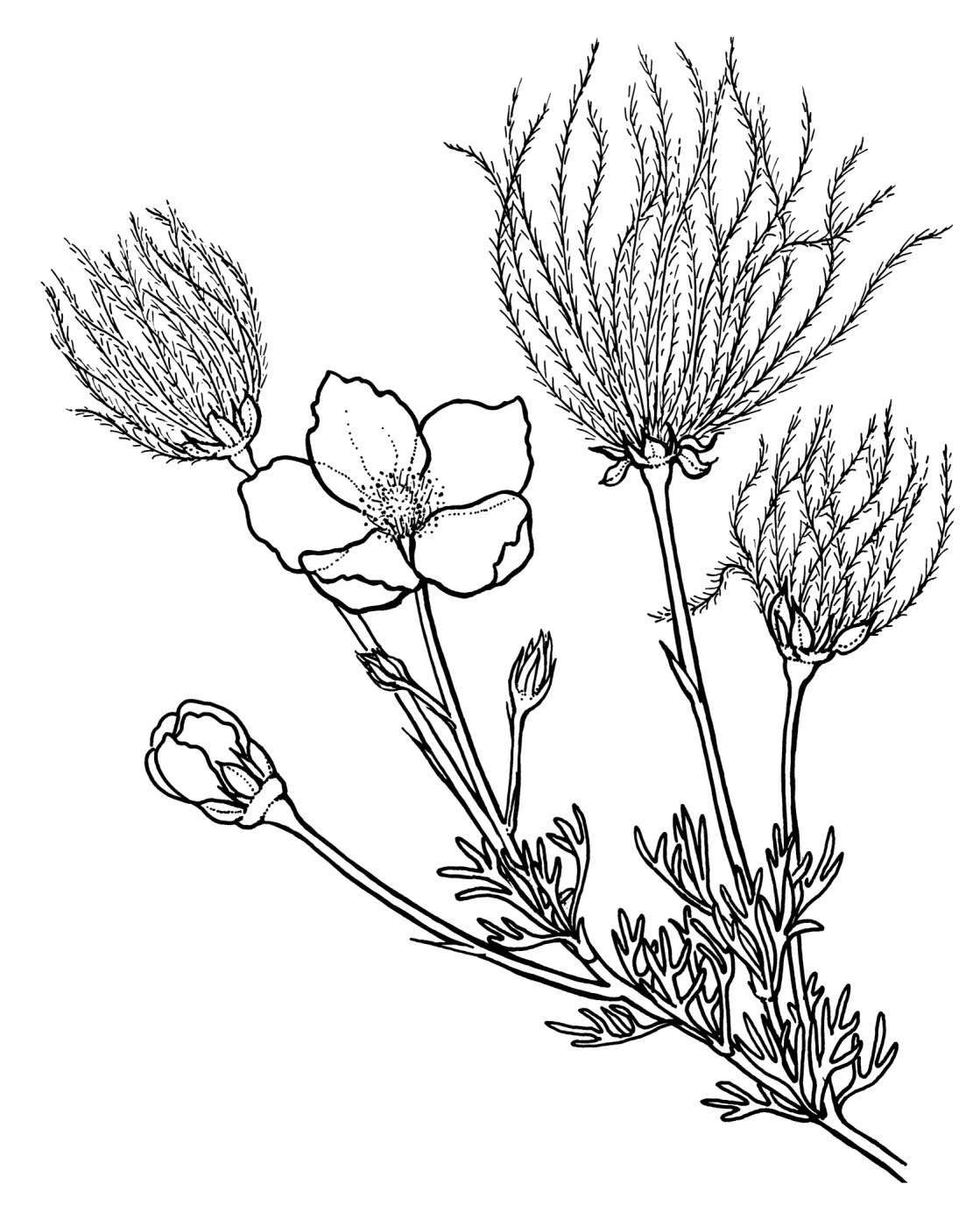 Apache Plume