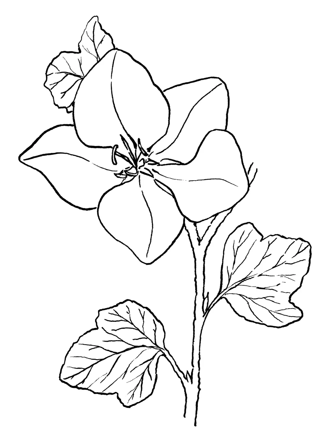 FremontodendronFremontia