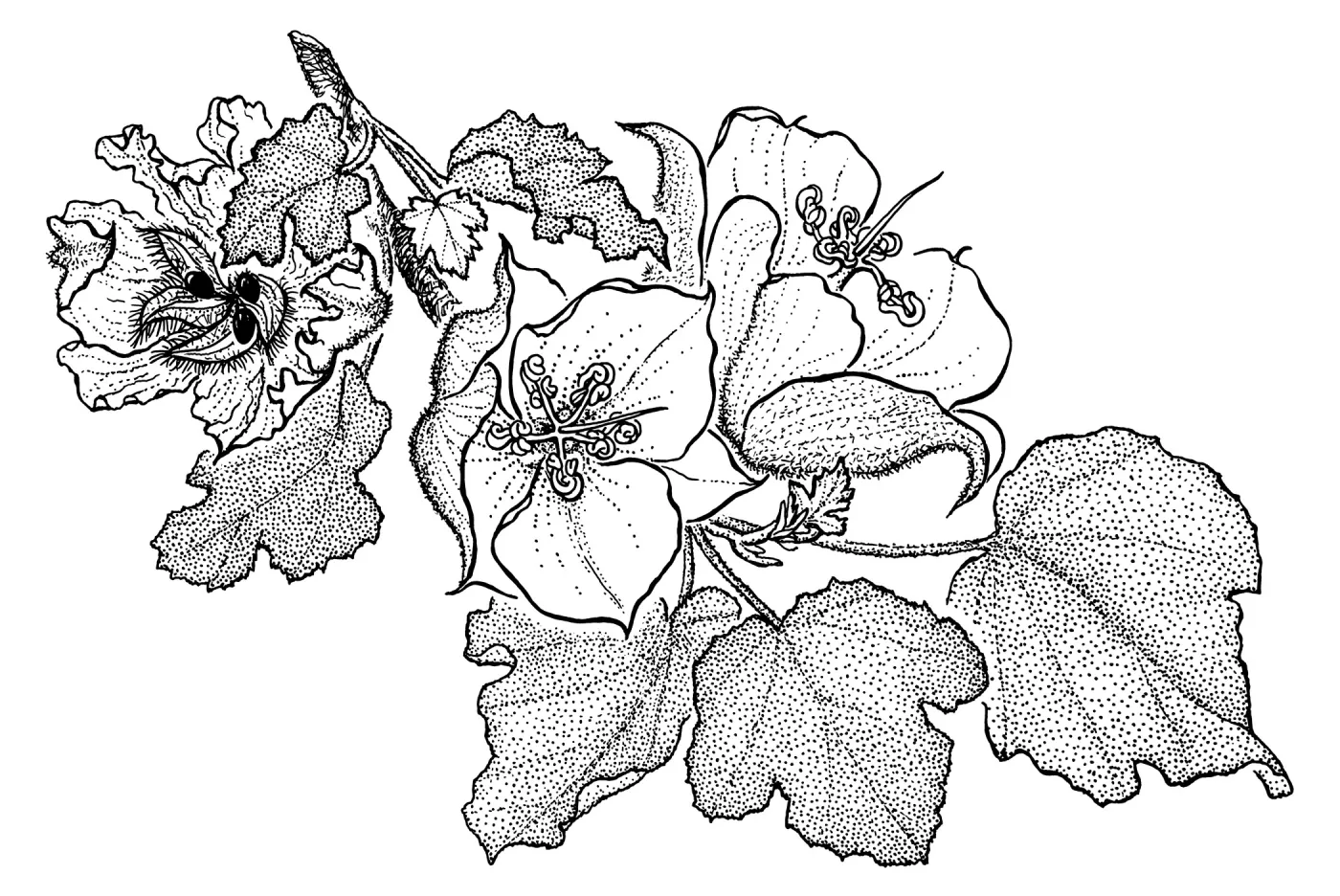 Fremontodendron californicumFremontia, Flannel Bush