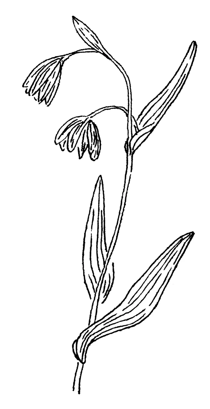 SBBG_LA_00342_0.jpg