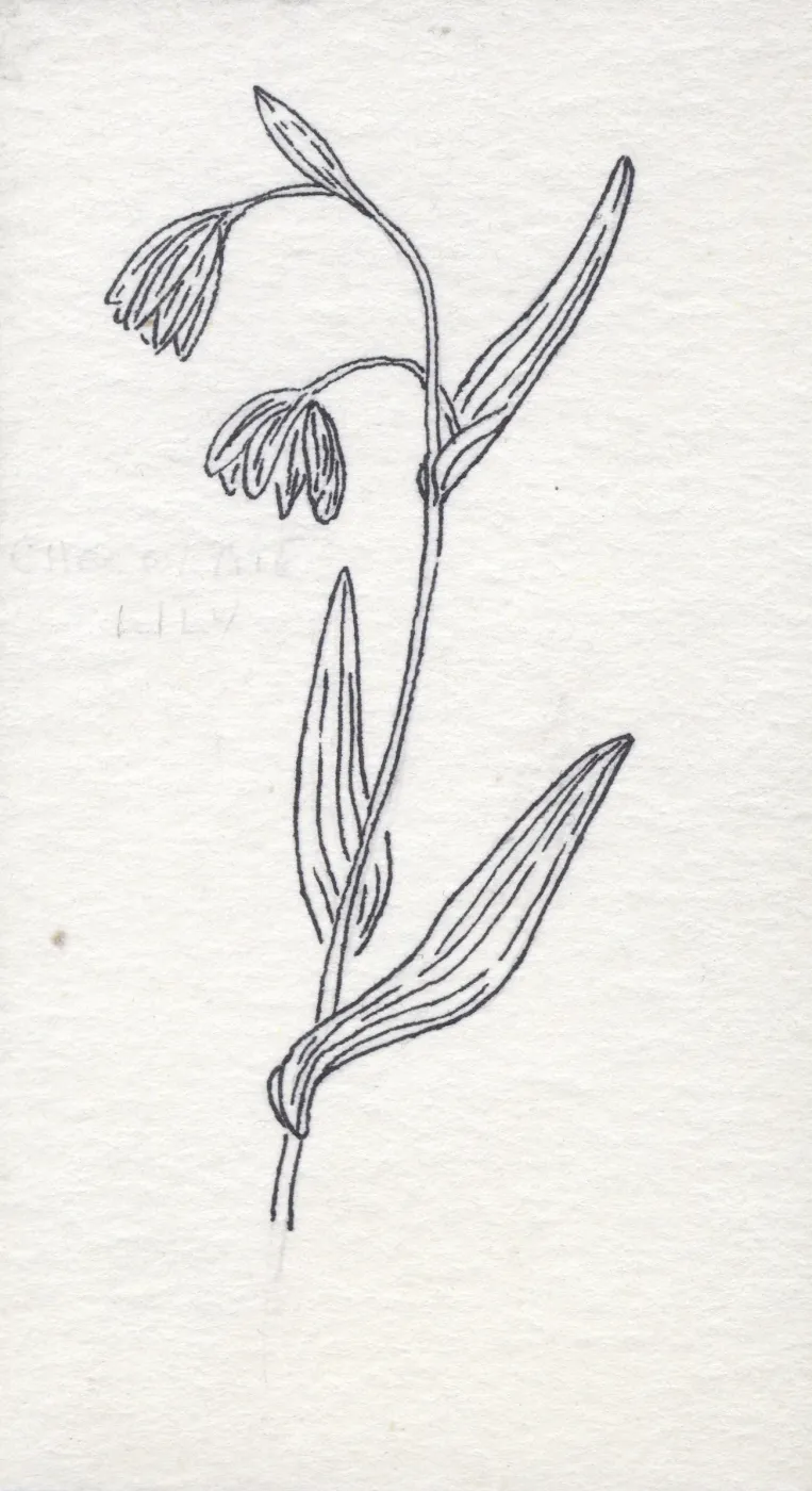 Chocolate Lily