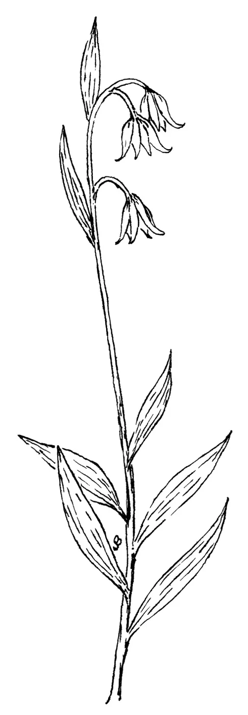 Chocolate Lily