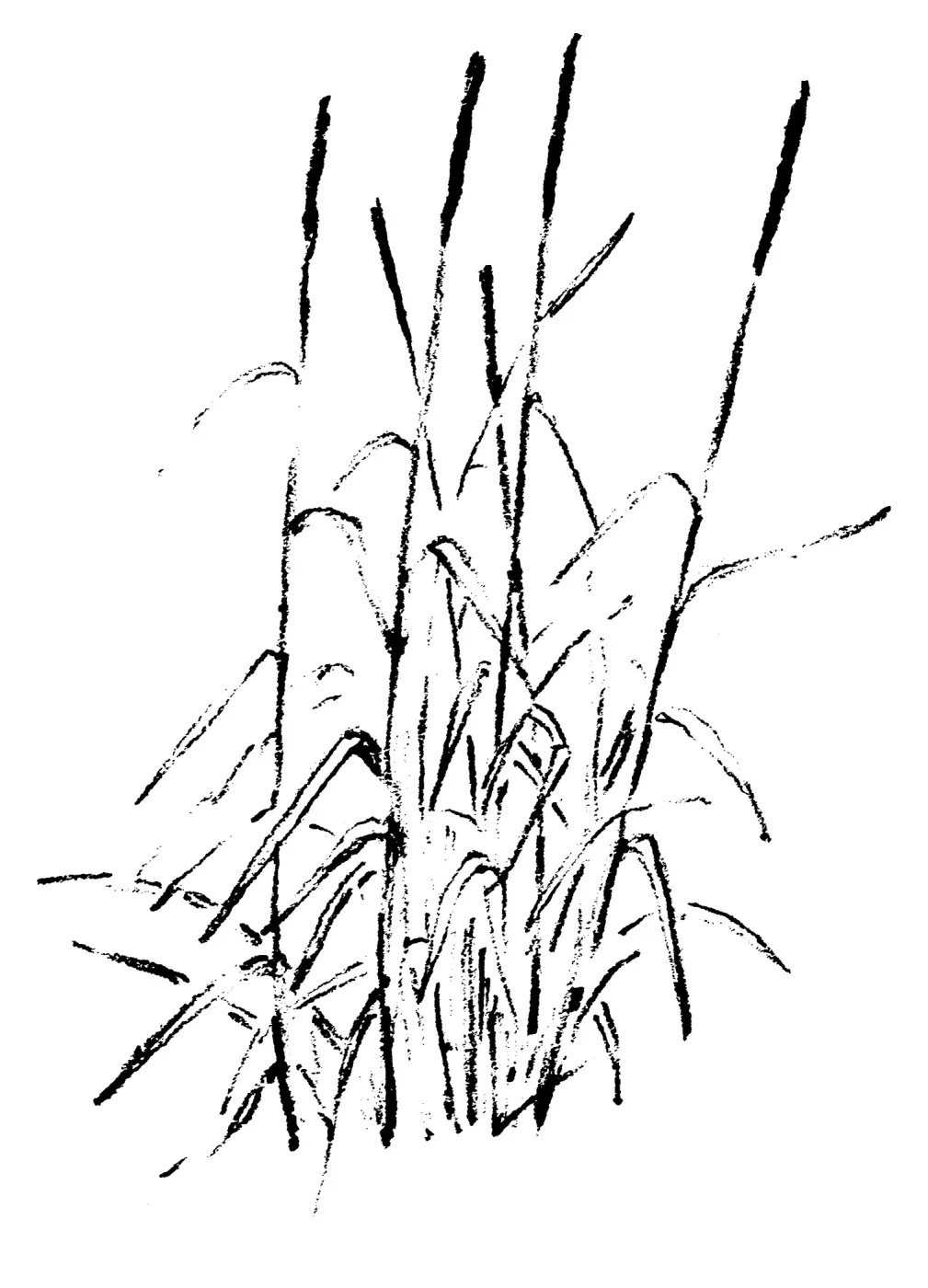 Rye Grass