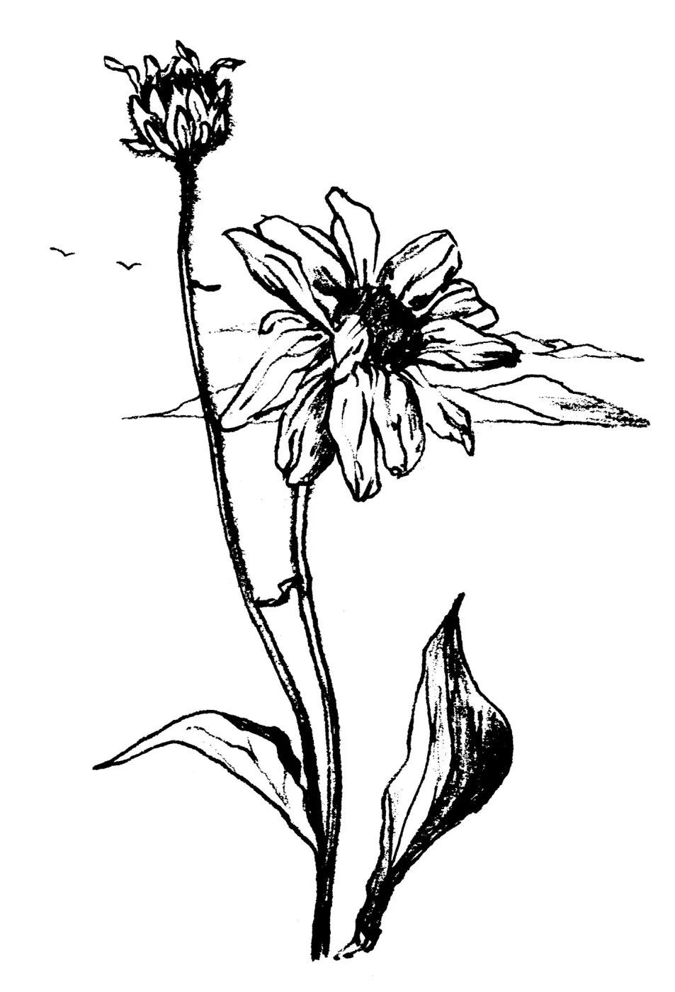 Encelia farinosaBrittlebush