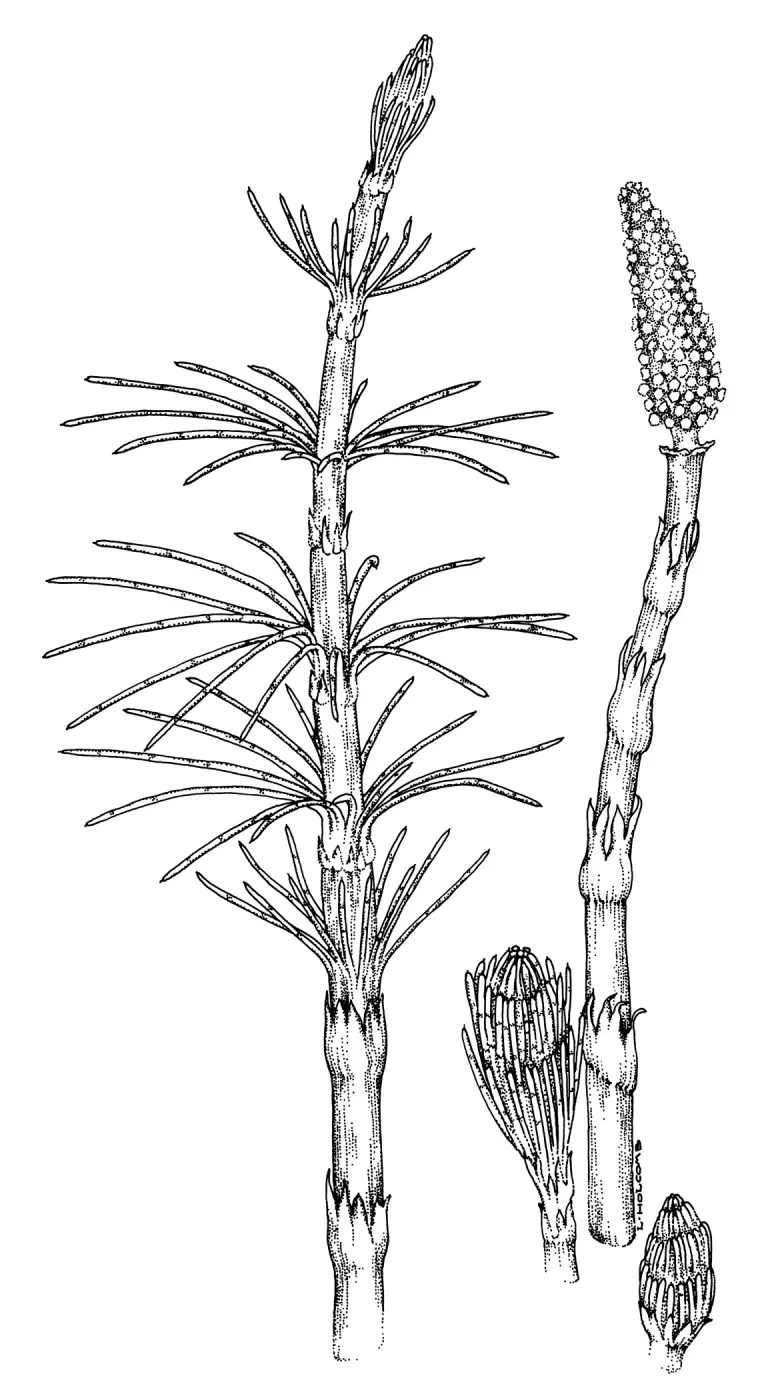 Horsetail