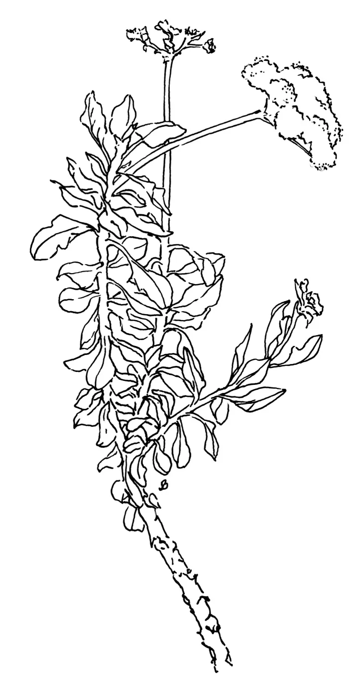 Buckwheat